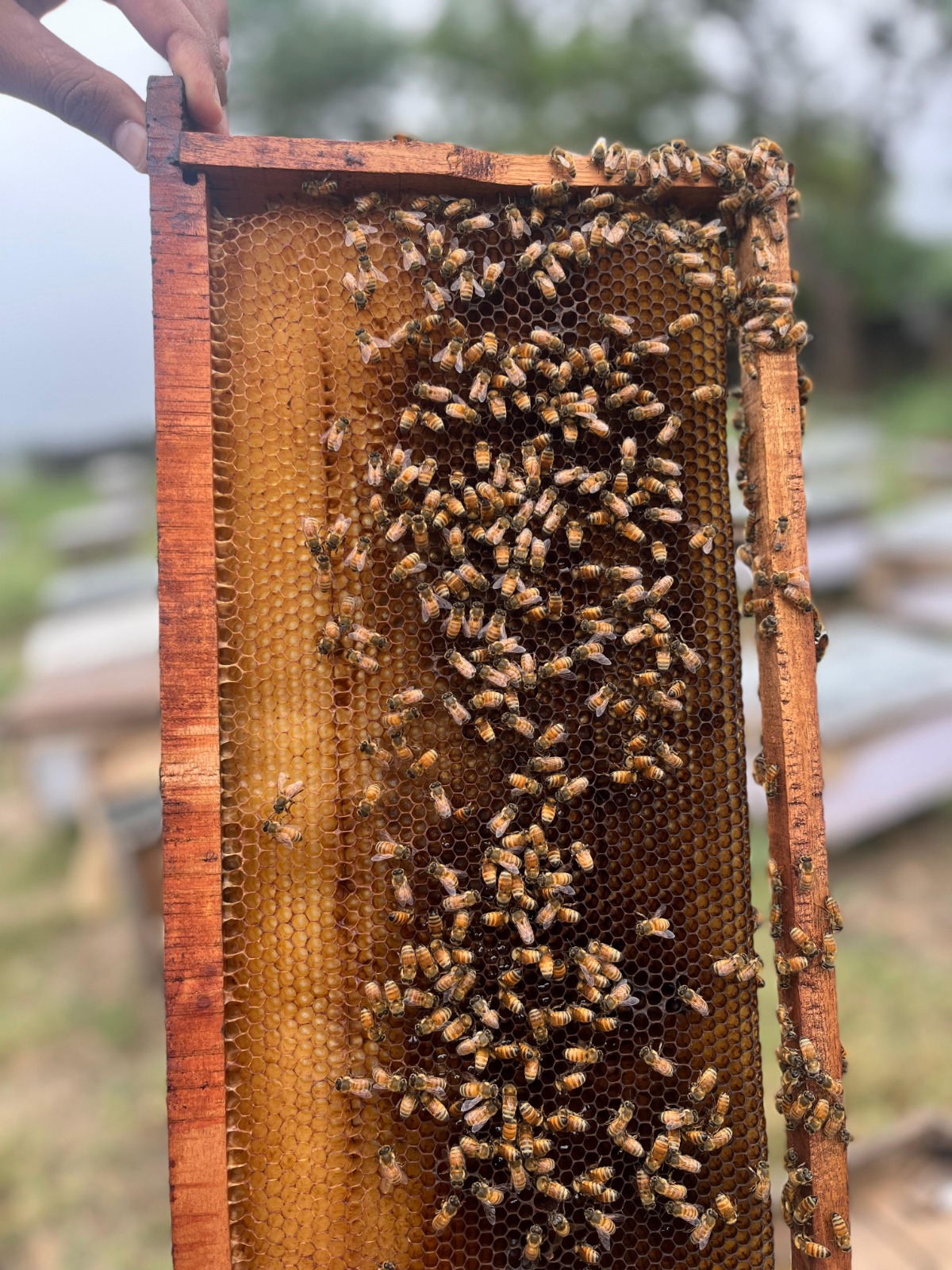 Discover the Best Honey for Your Health – A Complete Guide